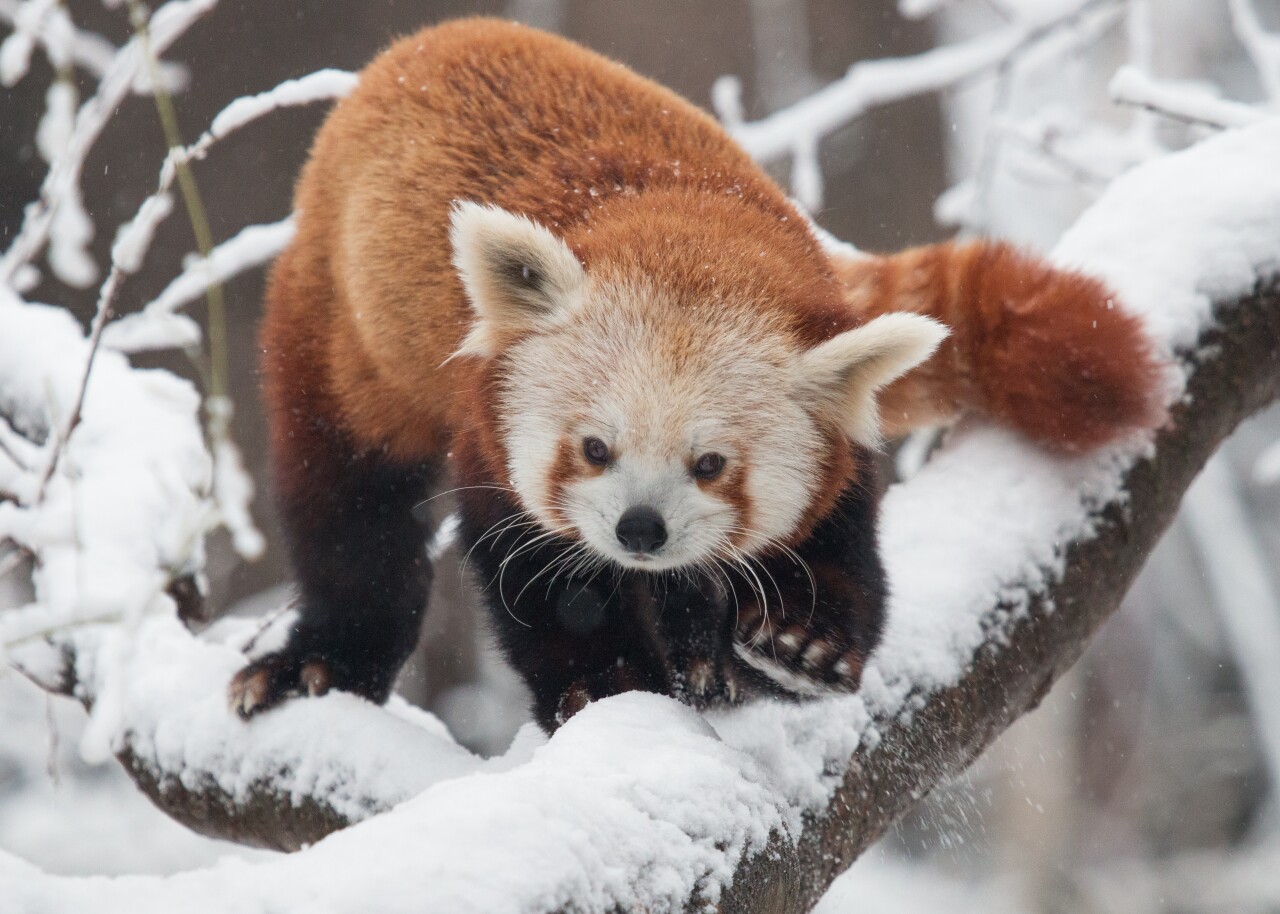 Sampson in snow3-Fred Cate.jpg