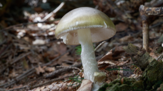 death-cap-mushroom.png
