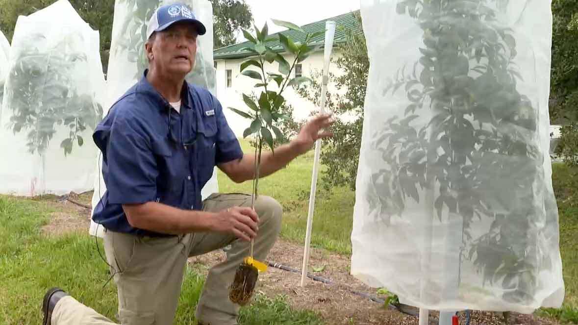 Jeff Schorner, president of Al's Family Farms, shows off a mandarin tree that is resistant to many diseases.