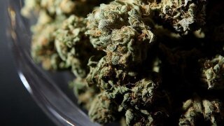 generic marijuana