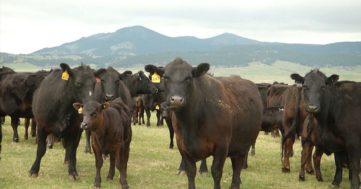 Montana AG Network: APR and cattlemen discuss bison and cattle grazing - Vimarsana News