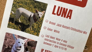 Yellowstone Missing Dog