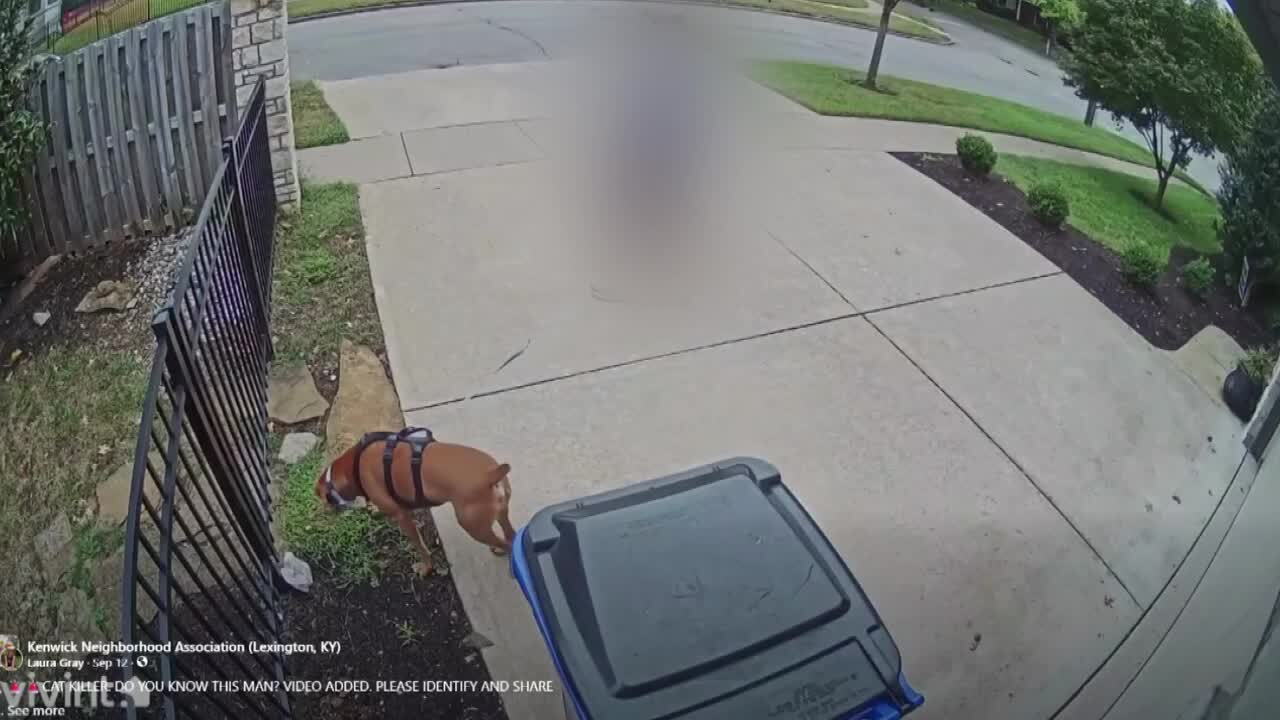 Lexington neighborhood cat killed in reported dog attack