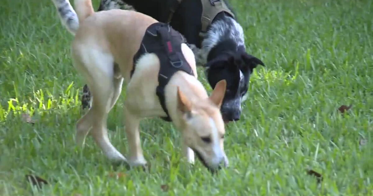Mutty Paws Mutty Paws Rescue sees surge in dogs with heartworm