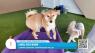 Central Bark: state-of-the-art facility and trusted day care for your dogs