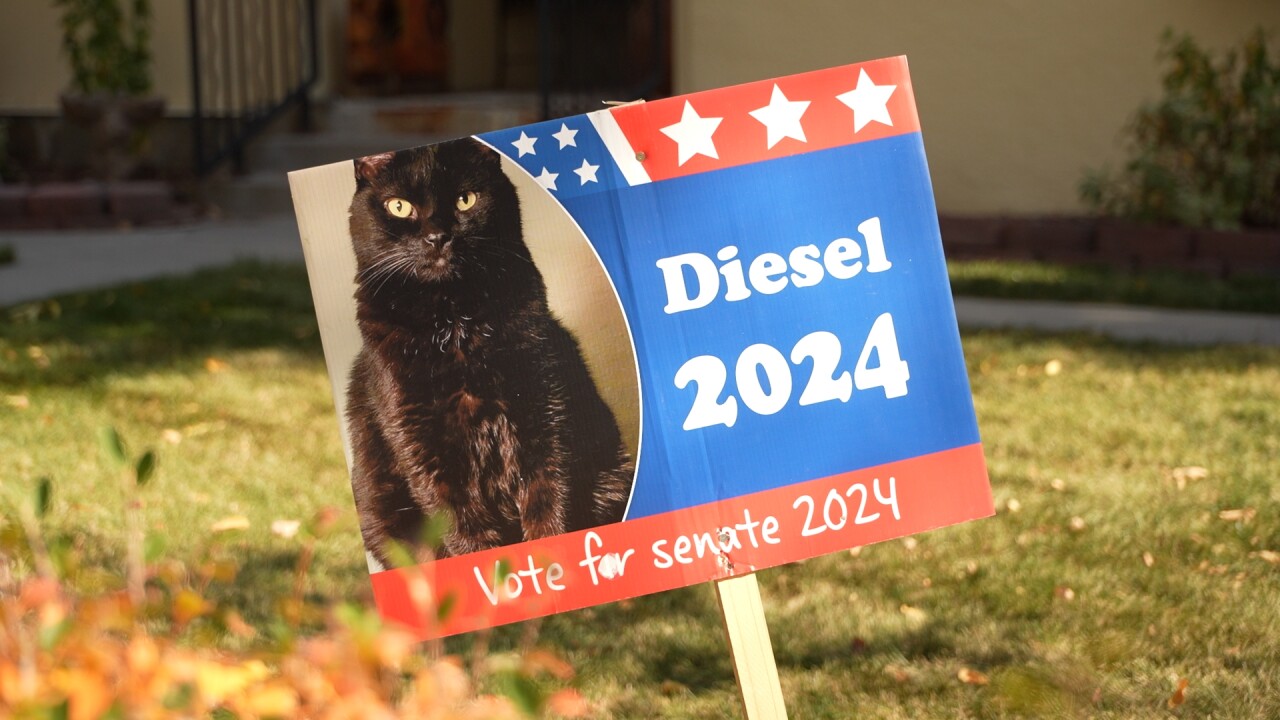 'Keep it civil': Cat campaign signs in Billings neighborhood hold important reminder during elections