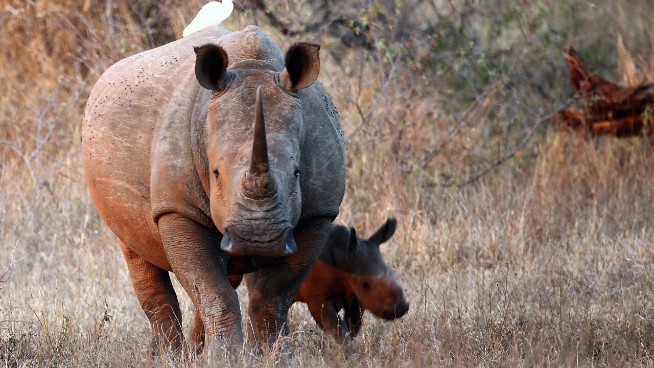 Child injured after falling into rhino exhibit at zoo