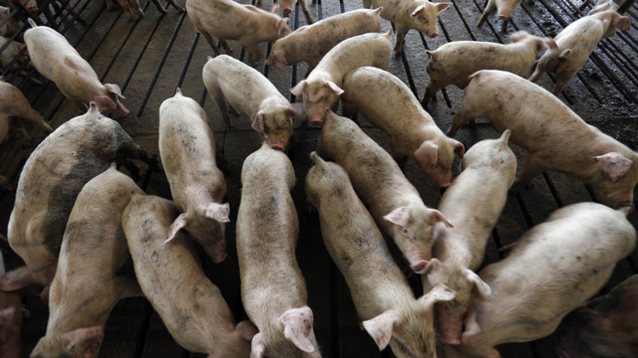 Pork giant Smithfield to convert pig poop gases into power