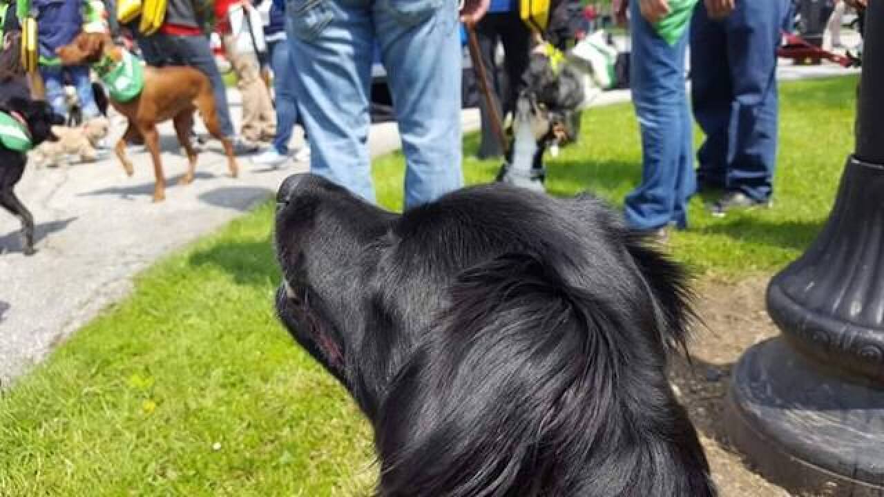 PHOTOS: Indy Humane Mutt Strut