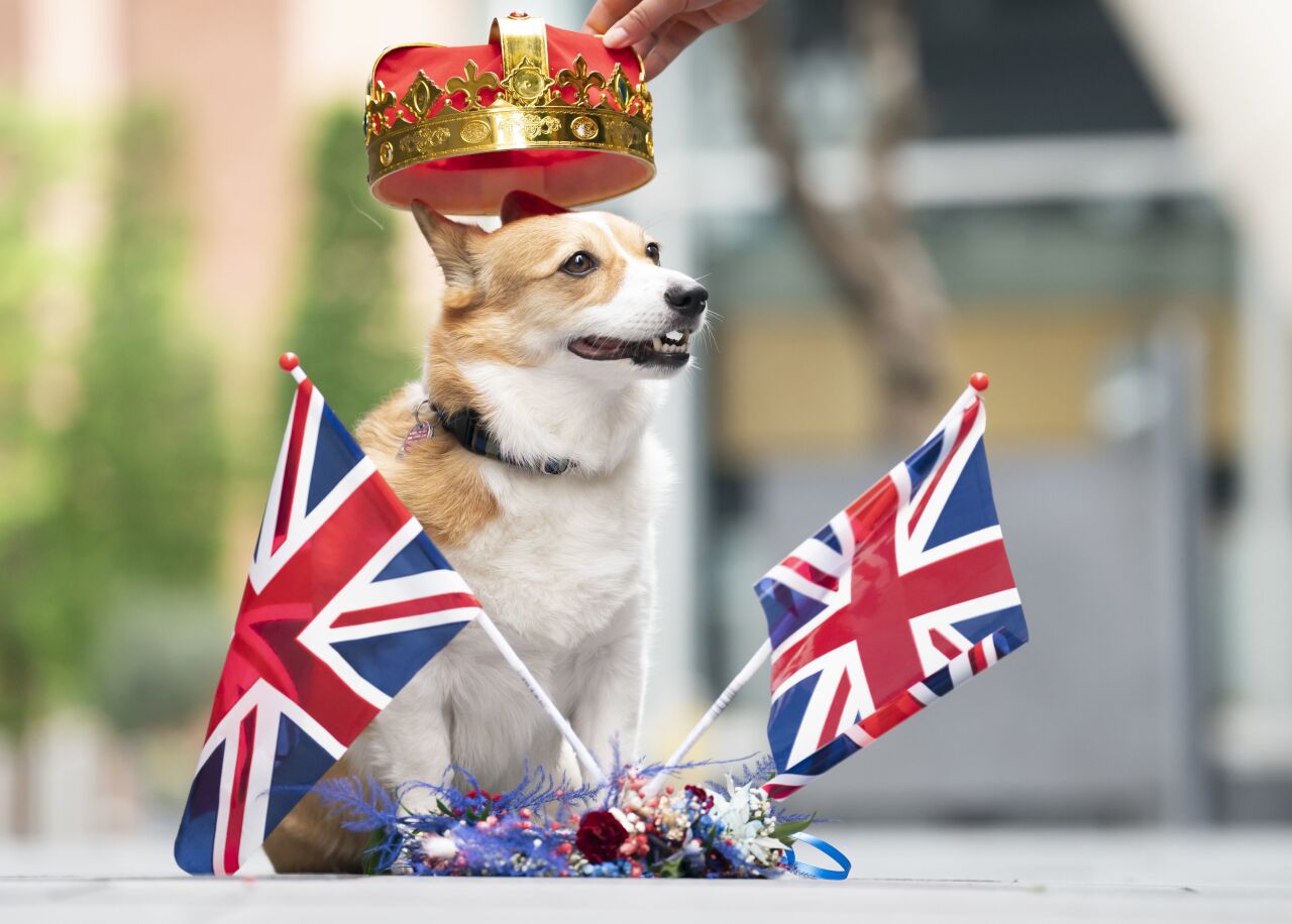 what happened to the queens corgis