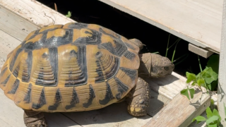fig turtle