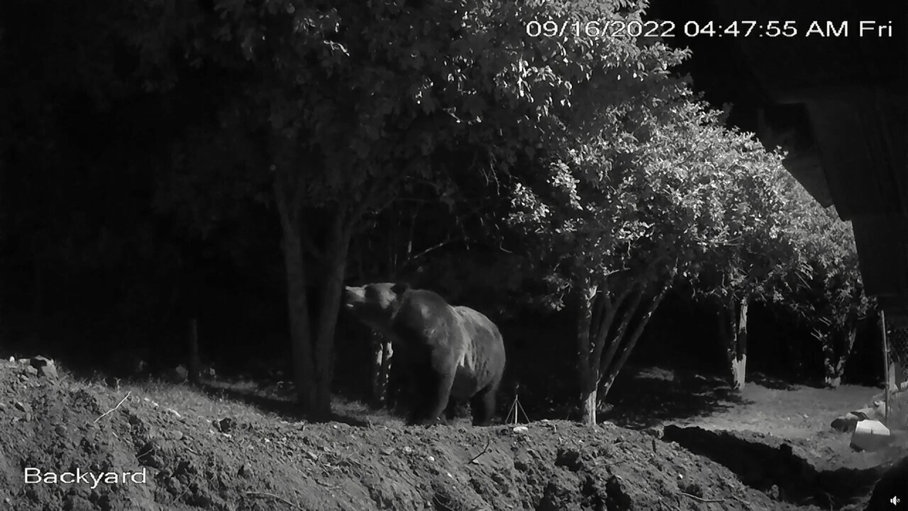 Nichols bear footage