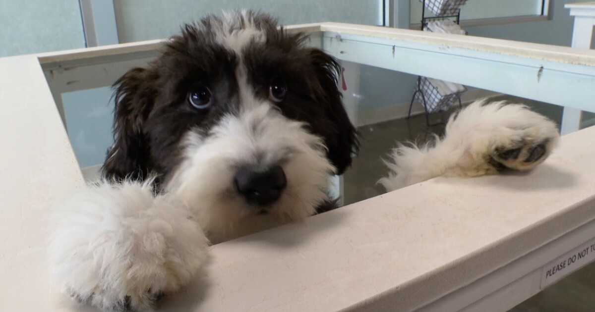Tonawanda pet store to forcibly close doors if Gov. Hochul's pet bill
