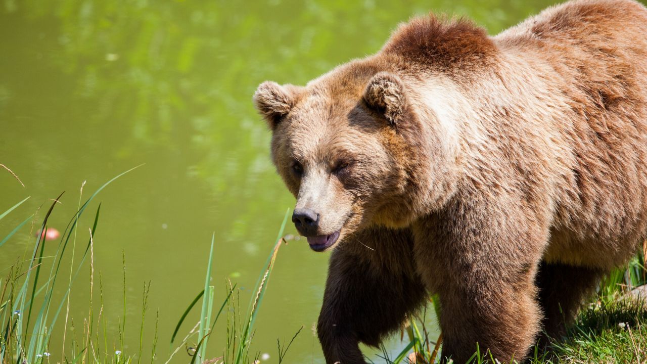 Fwp Reports That 2 Grizzly Bears Were Killed By Black Bear Hunters