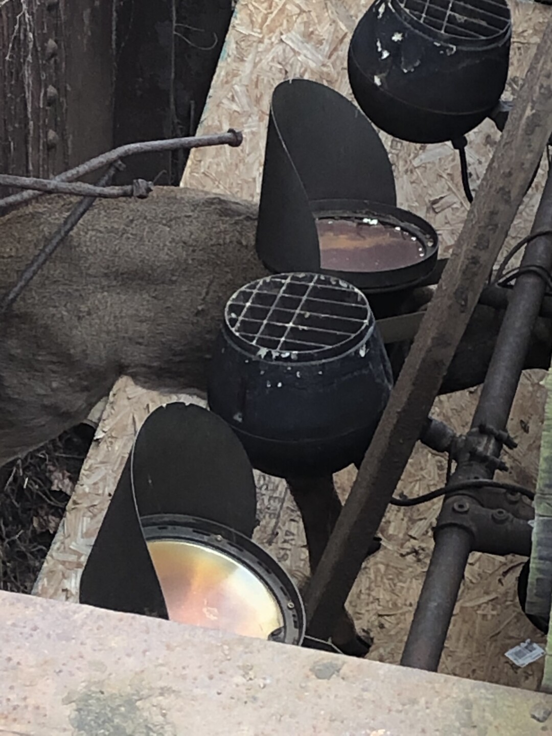 stuck buck 4