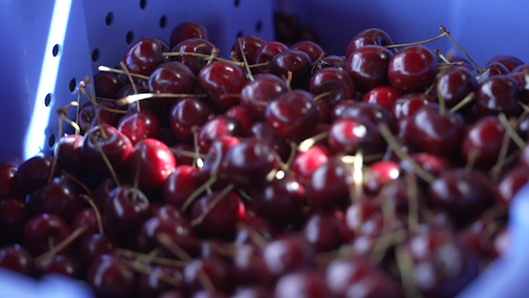 Flathead cherries