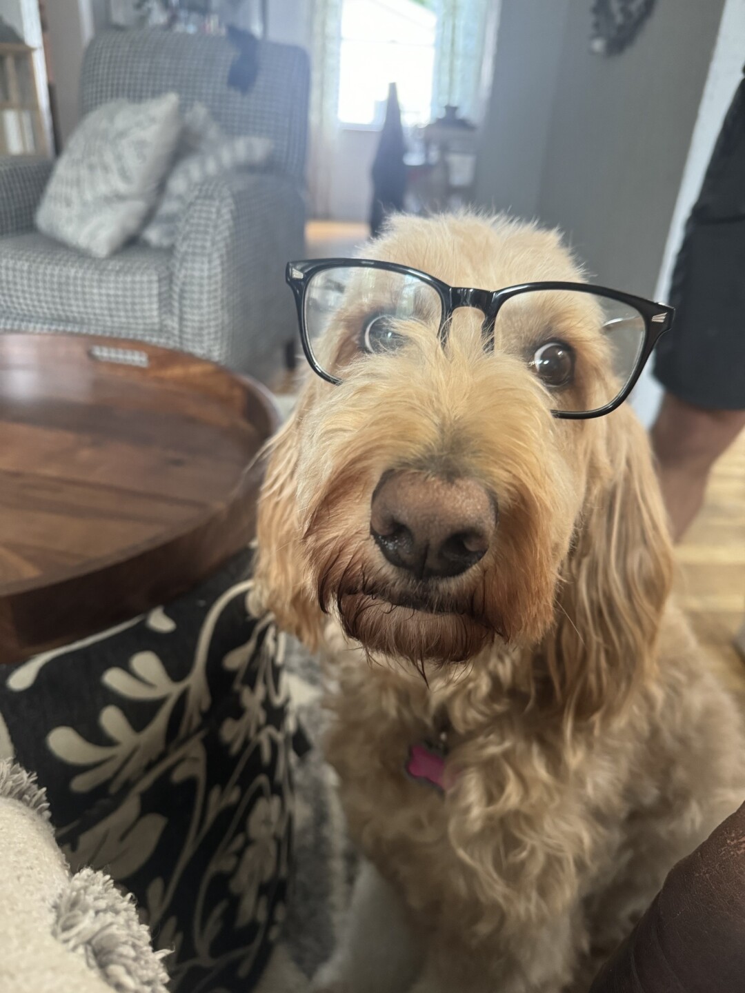 Dog walking forecast