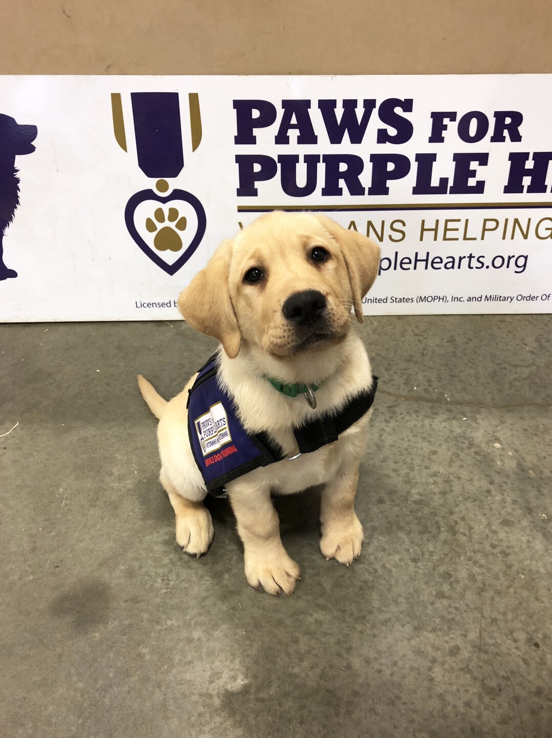 Scout in puppy vest.jpeg