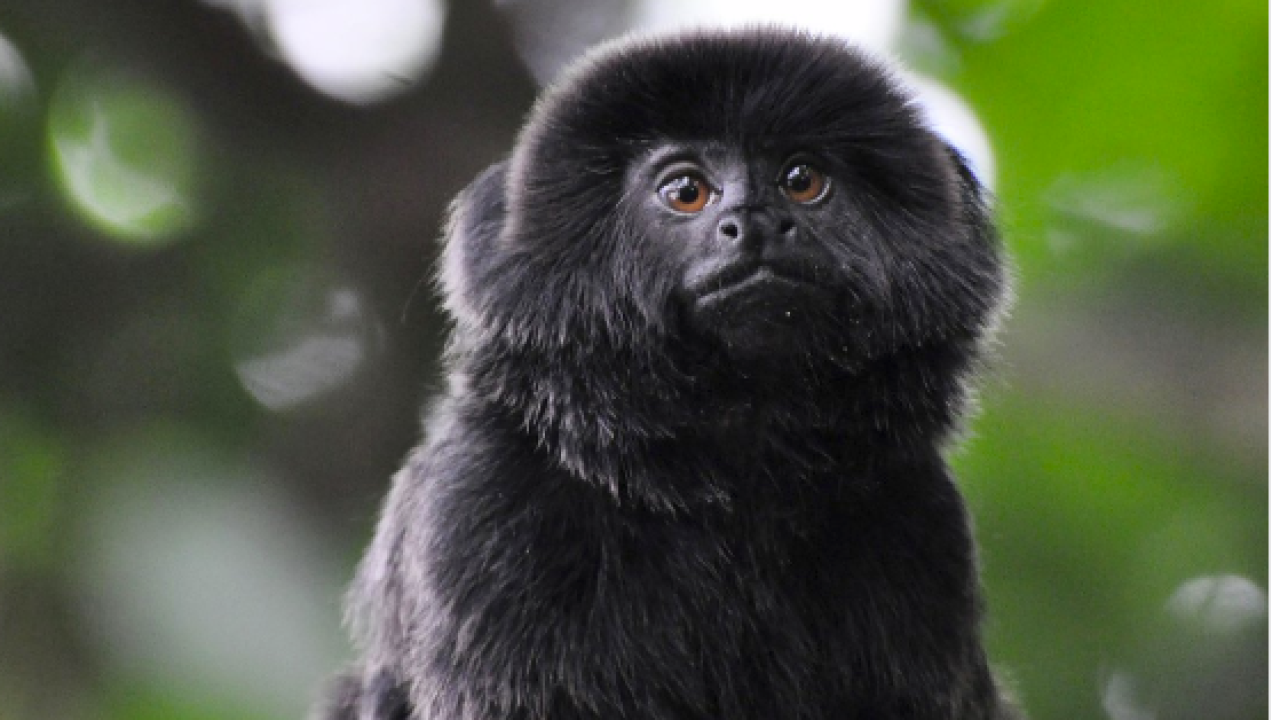 Police 12 Year Old Monkey Stolen From The Palm Beach Zoo