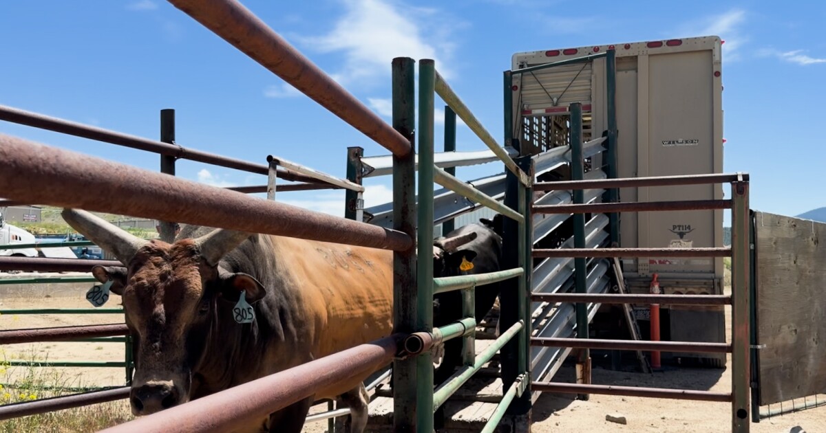 Volunteers make the East Helena Rodeo possible