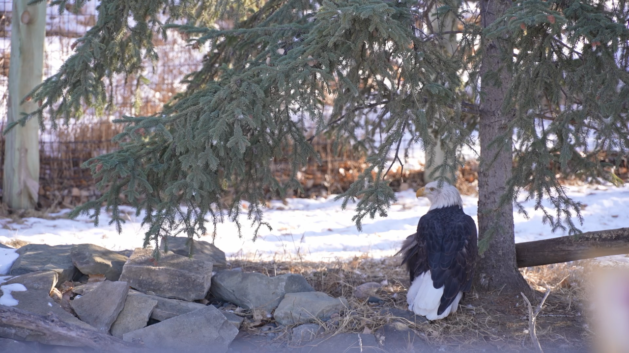 ZooMontana birds