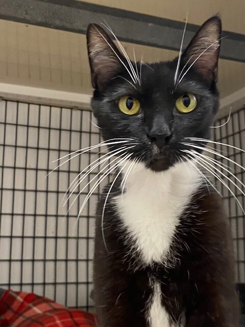 MamaSandal from Friends of Cats.jpg