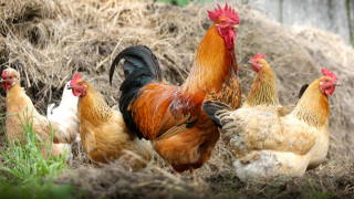 chickens rooster.png