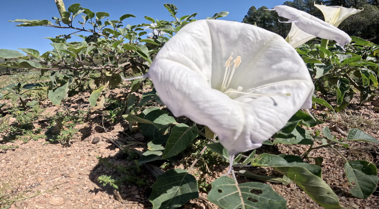 flower