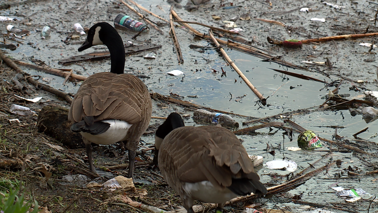 Geese in Trash.png