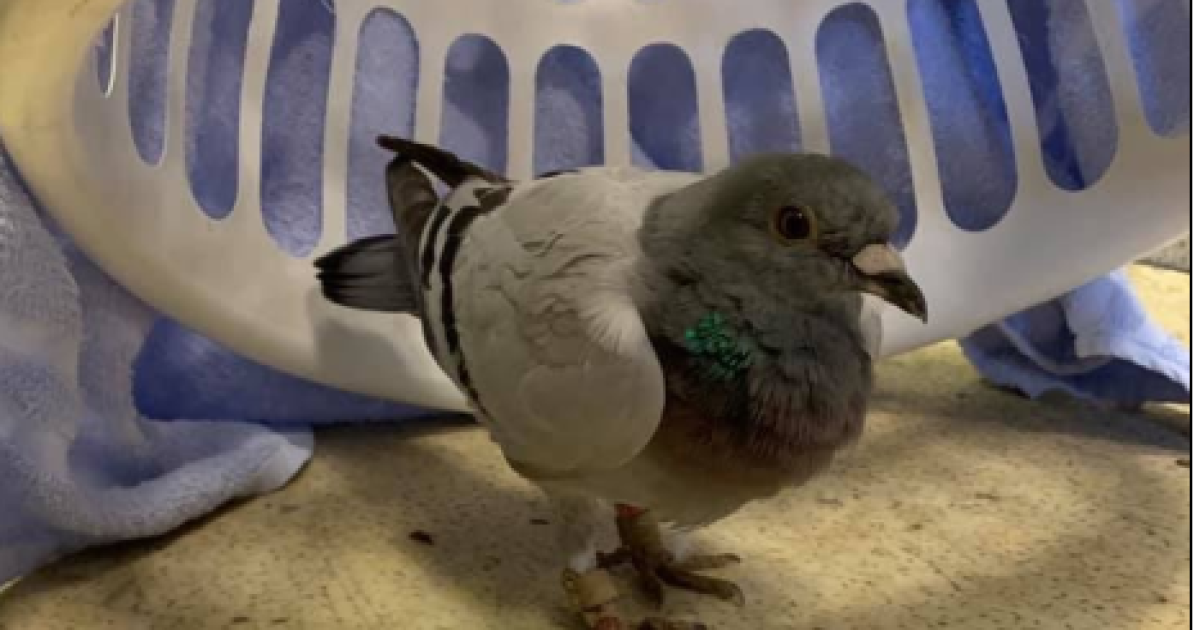 A Long Way From Home Lost Racing Pigeon Visits Wayne Township Firefighters