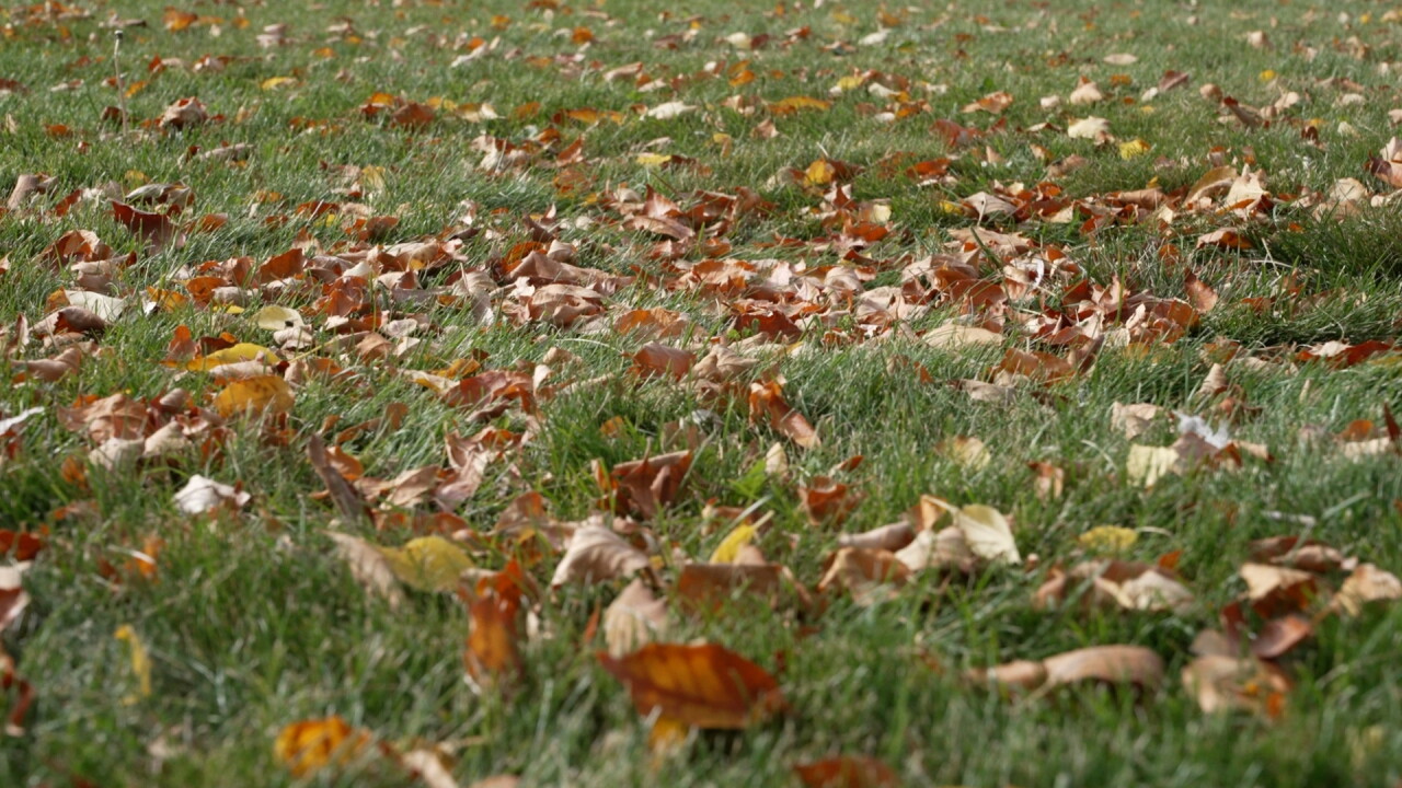 Fall leaves