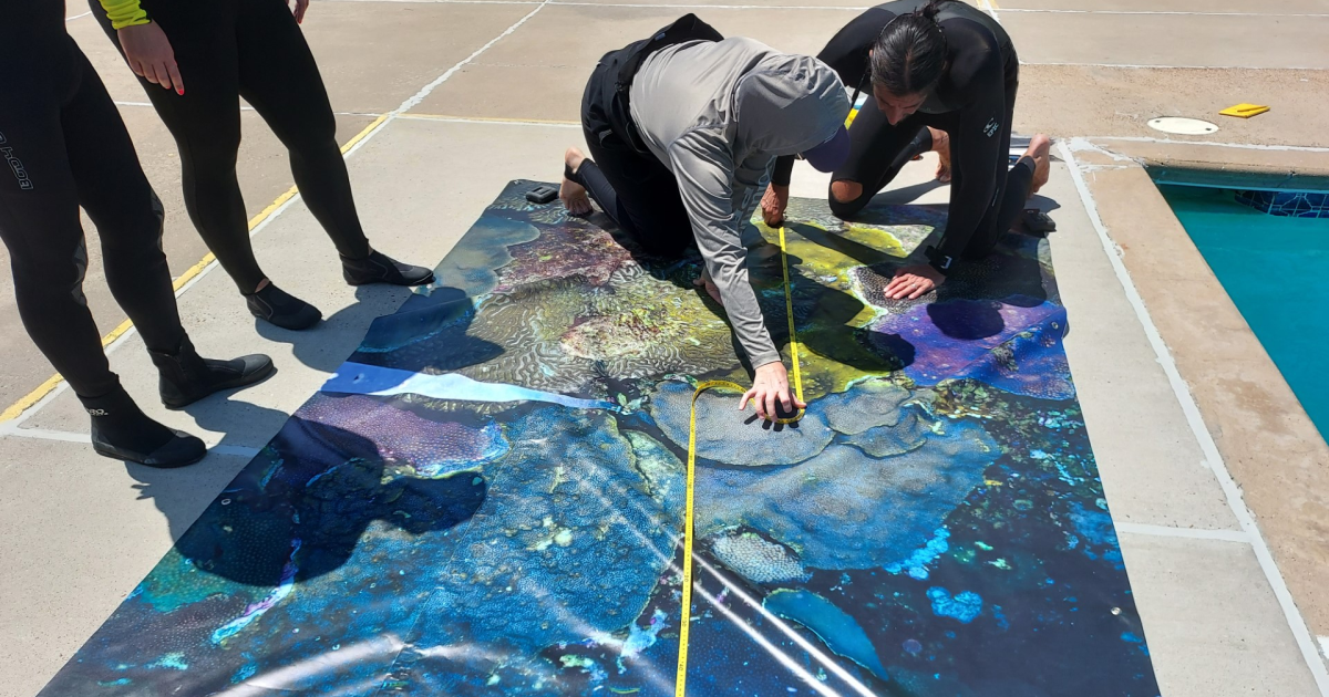 New interactive experience added to TAMU-CC University's pool floor - Vimarsana News