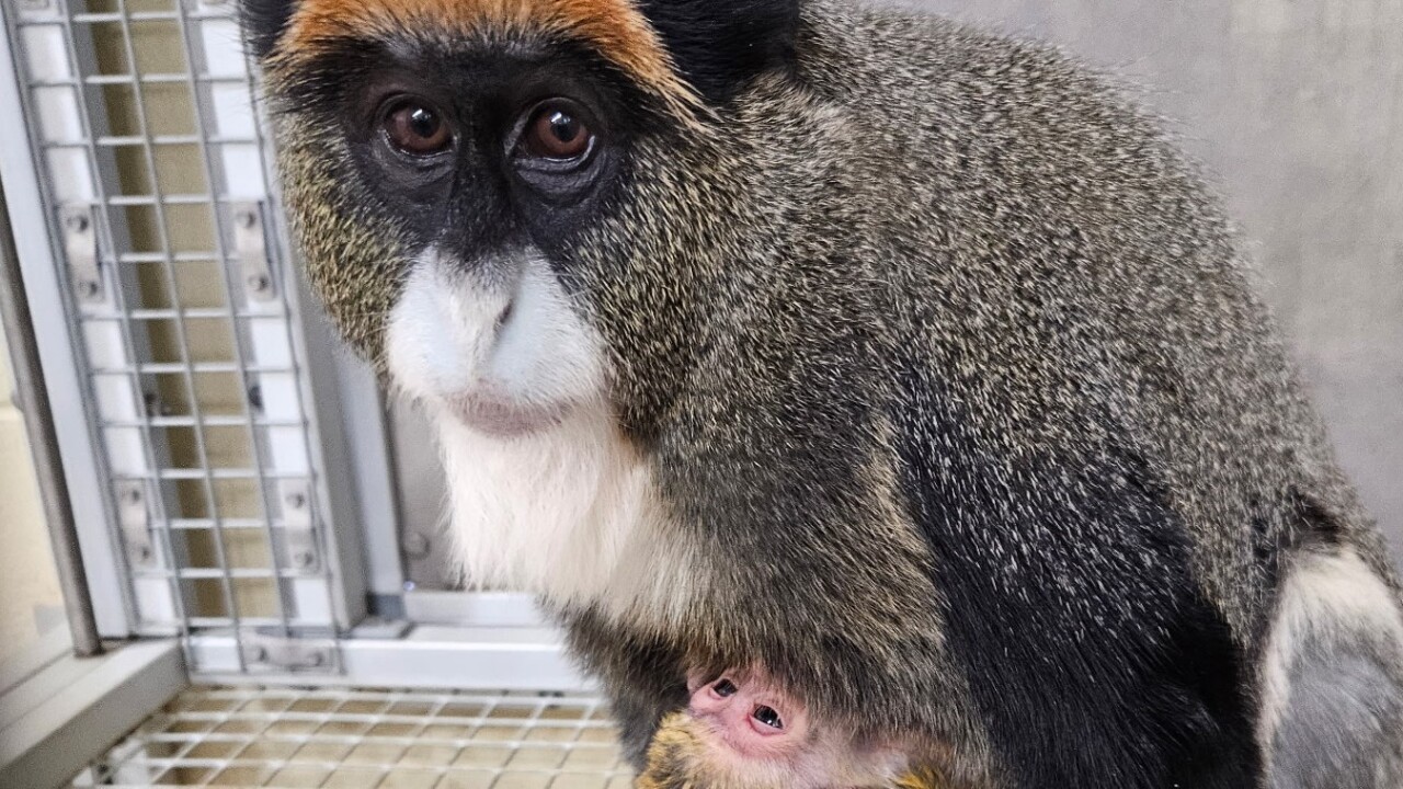 De Brazza's Monkey