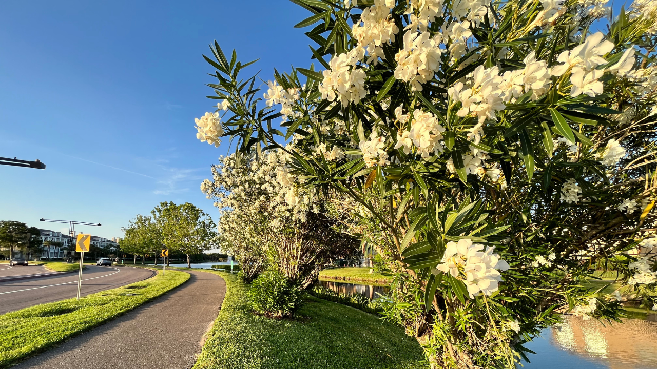 Tree Stassy Olmos WFTS4.png