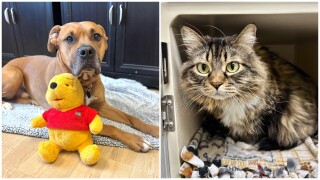 Pets Of The Week: Scooby and Penelope