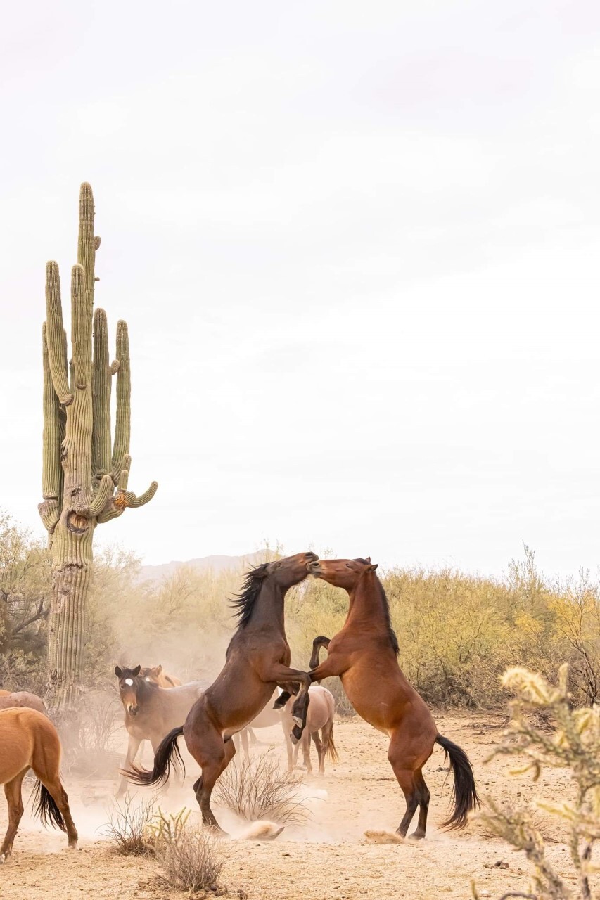 Salt River wild horses