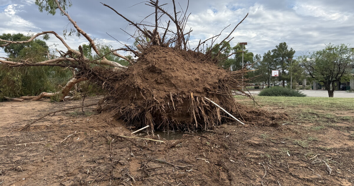 West Chandler neighborhood faces major cleanup after storm damages up to 30 trees in local park