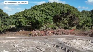 Delray Beach Golf Club banyan tree