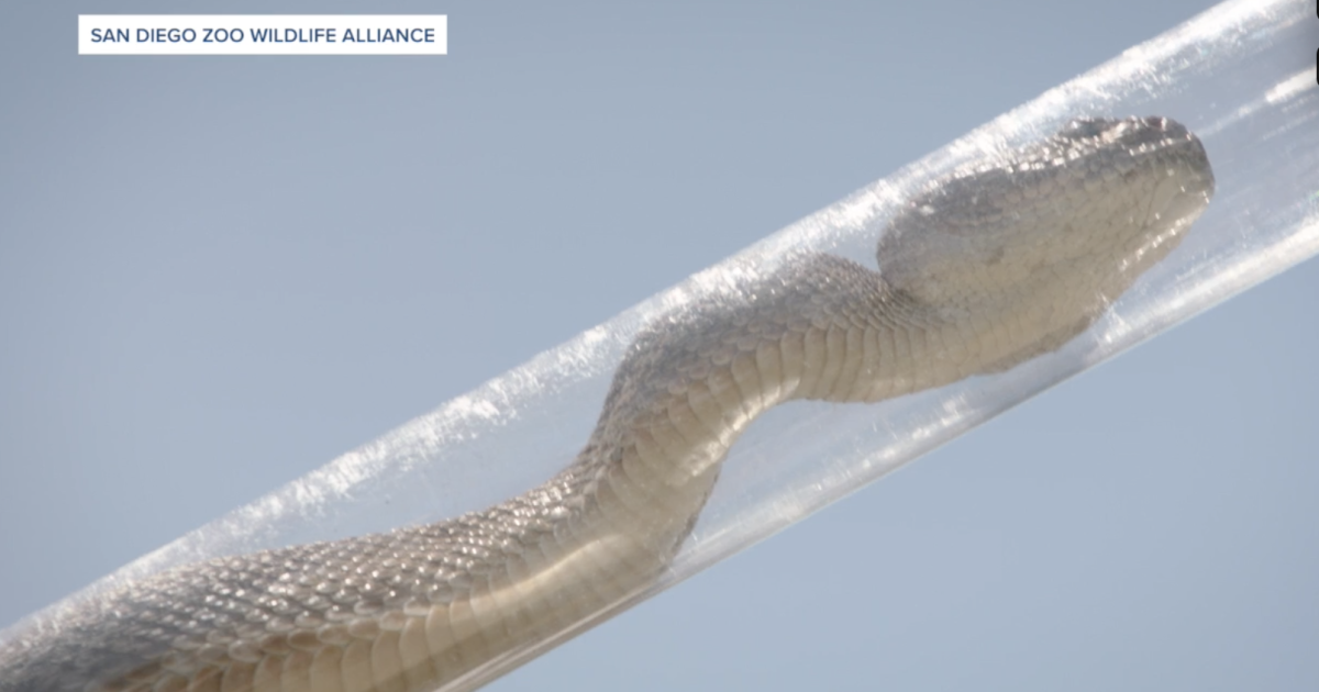 New research could help us learn more about snakes...like how to avoid them