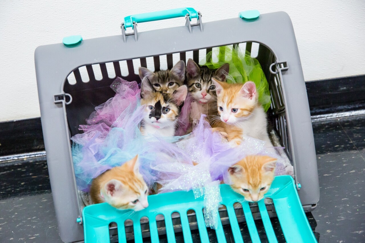 Cats at Pawject Runway