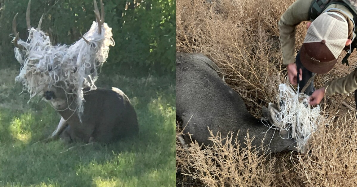 All strung up; Buck freed from hammock in Parowan