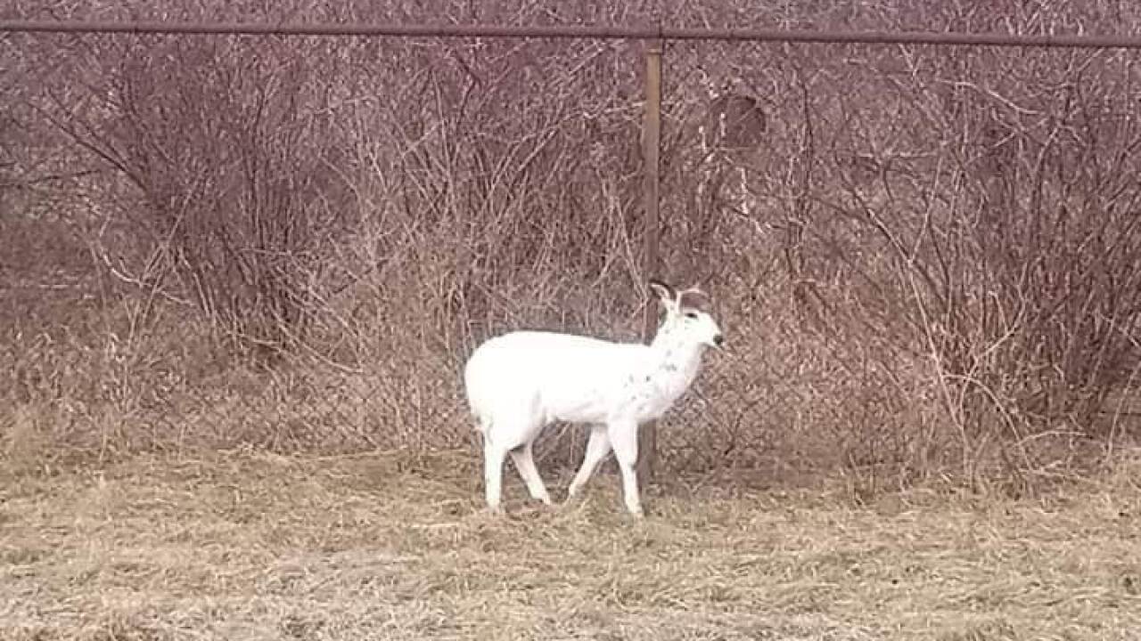 Is it a dog? A goat? A deer? Piebald deer spotted in Hamburg