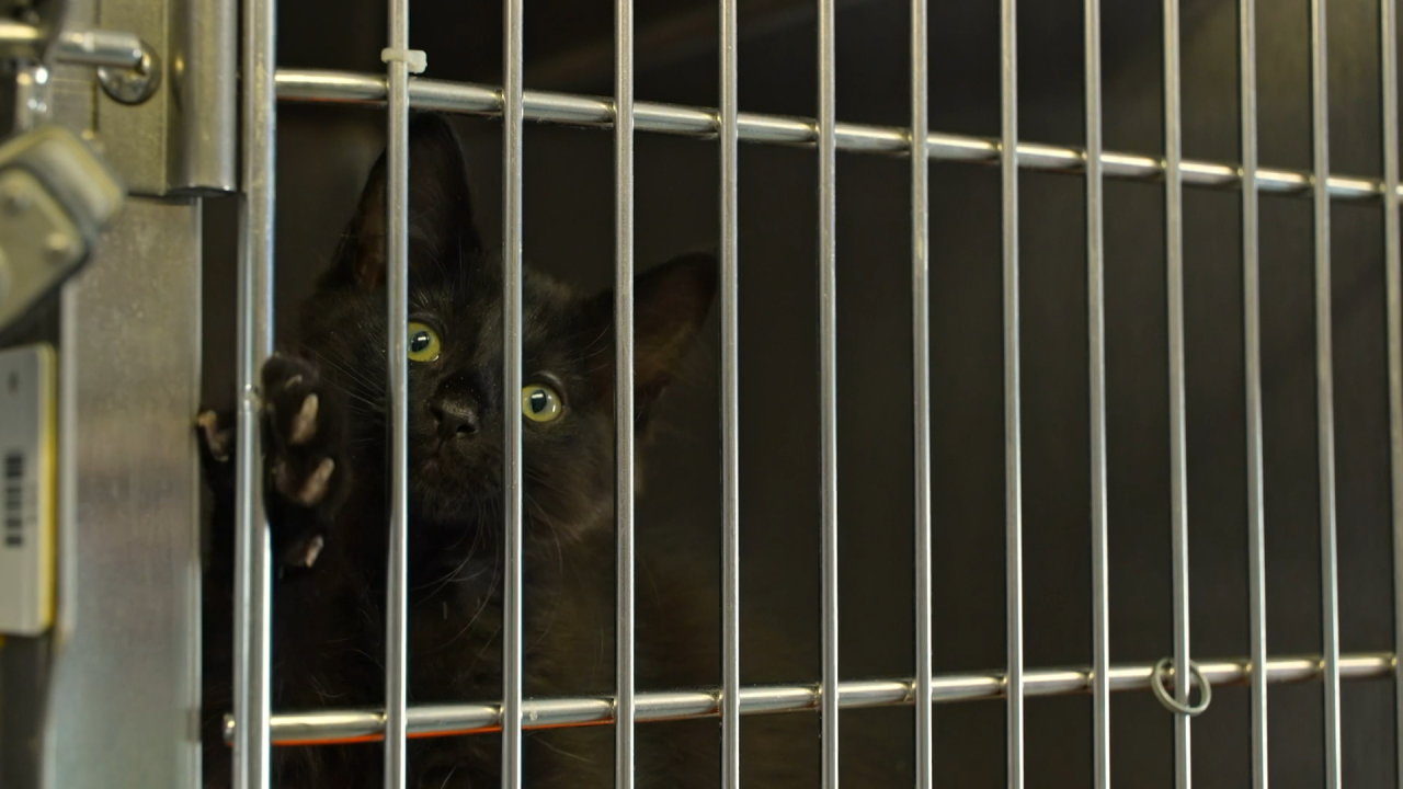 Adoptive cat at YVAS, 2