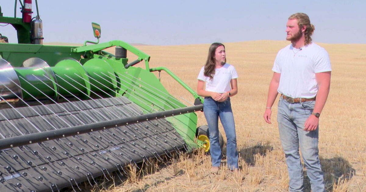 Cornell University students tackle Montana wheat harvest - Vimarsana News