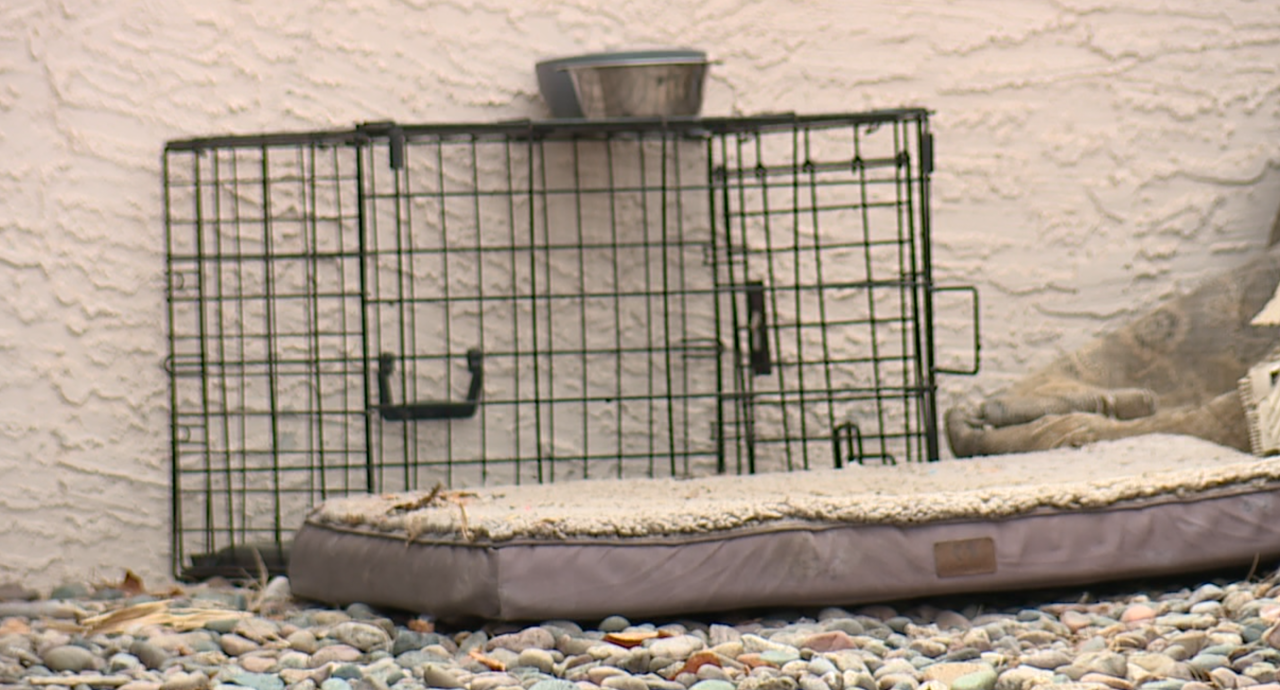 Chandler animal hoarding