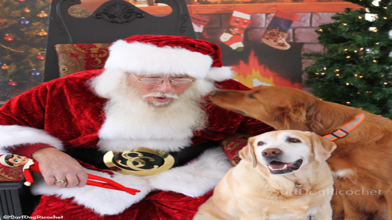 Dogs vs. elf prank war is EPIC
