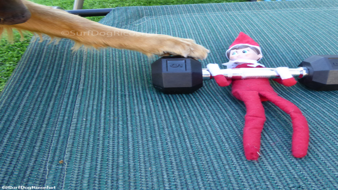 Dogs vs. elf prank war is EPIC