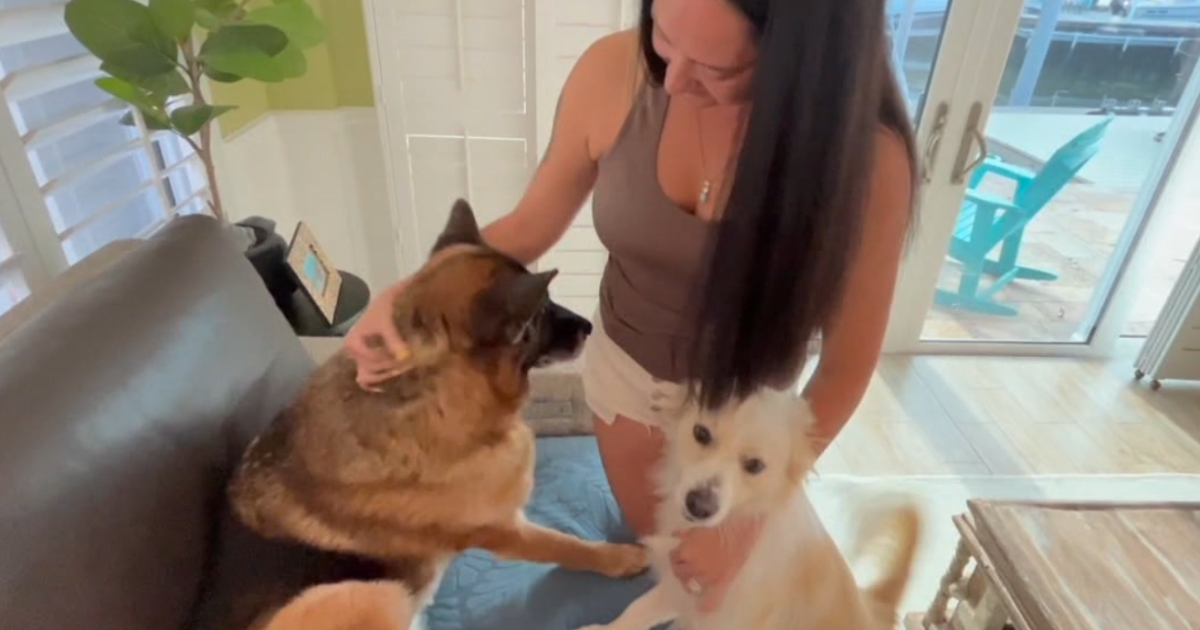 Dunedin woman gives foster animals a forever home - Vimarsana News