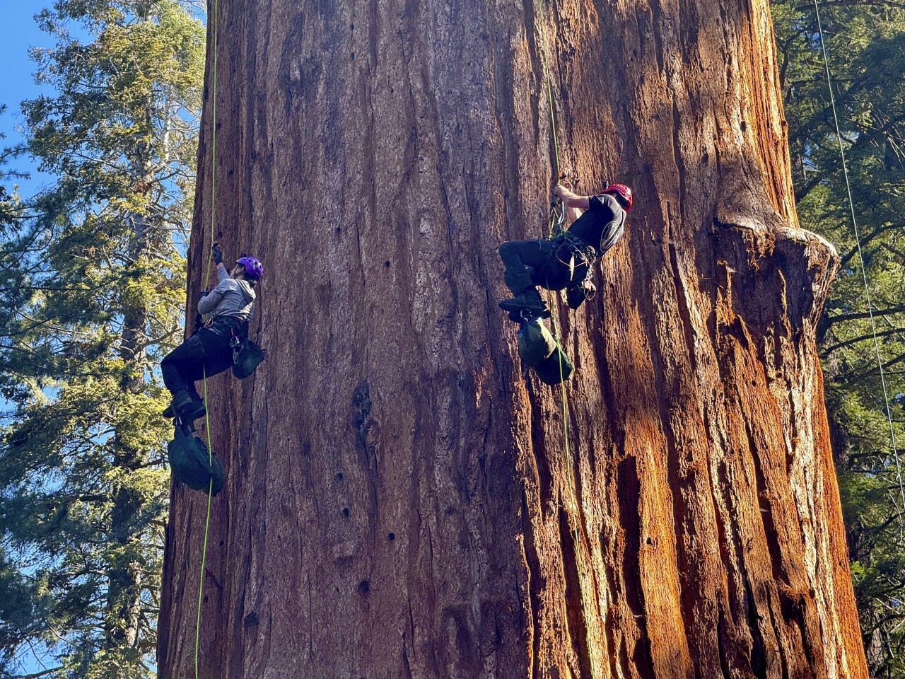 California Climate Sequoia Trees