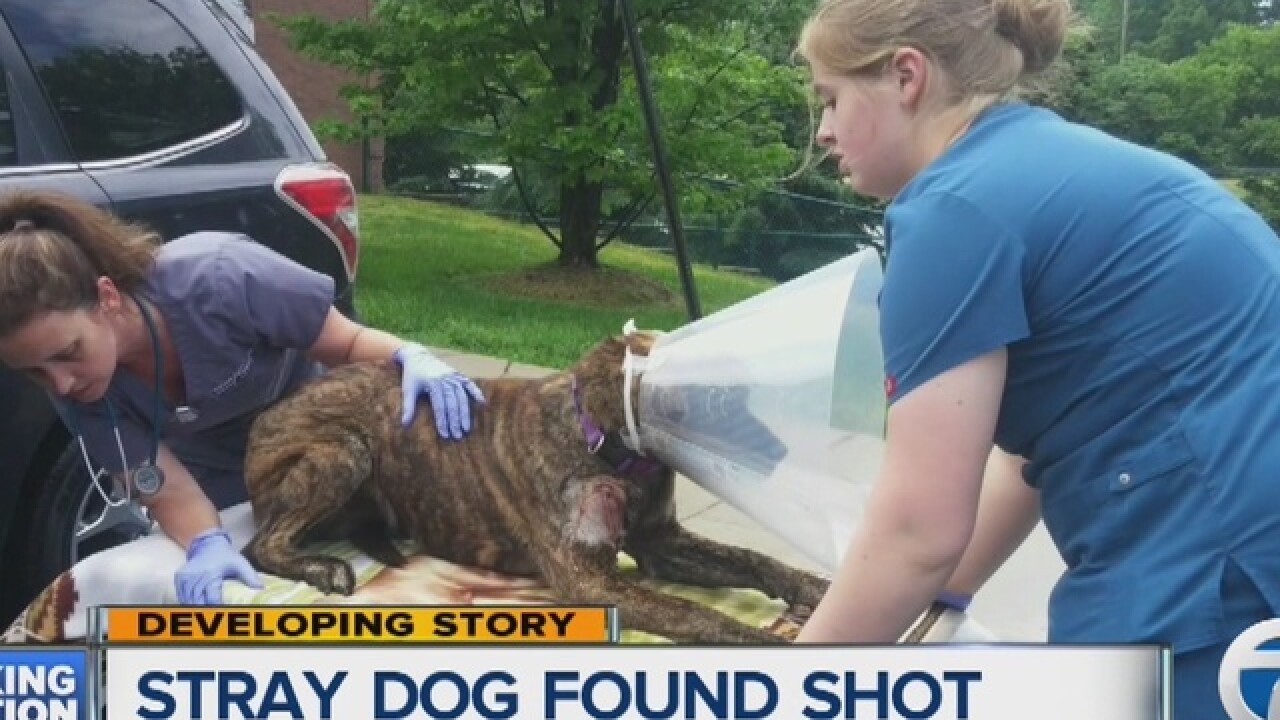 Mastiff mix rescued, recovering from gunshot